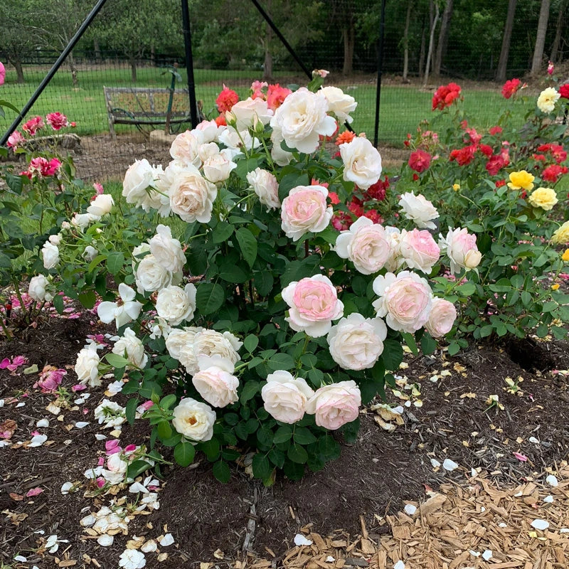 Easy Spirit™ Floribunda Rose - Image 5
