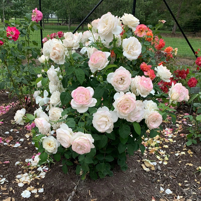 Easy Spirit™ Floribunda Rose - Image 6