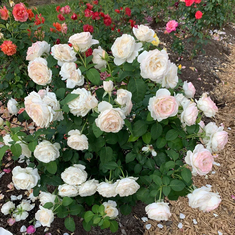 Easy Spirit™ Floribunda Rose - Image 7