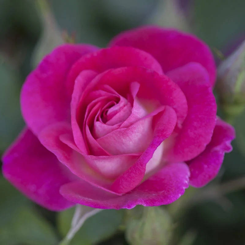 Easy to Please® Rose - Image 3