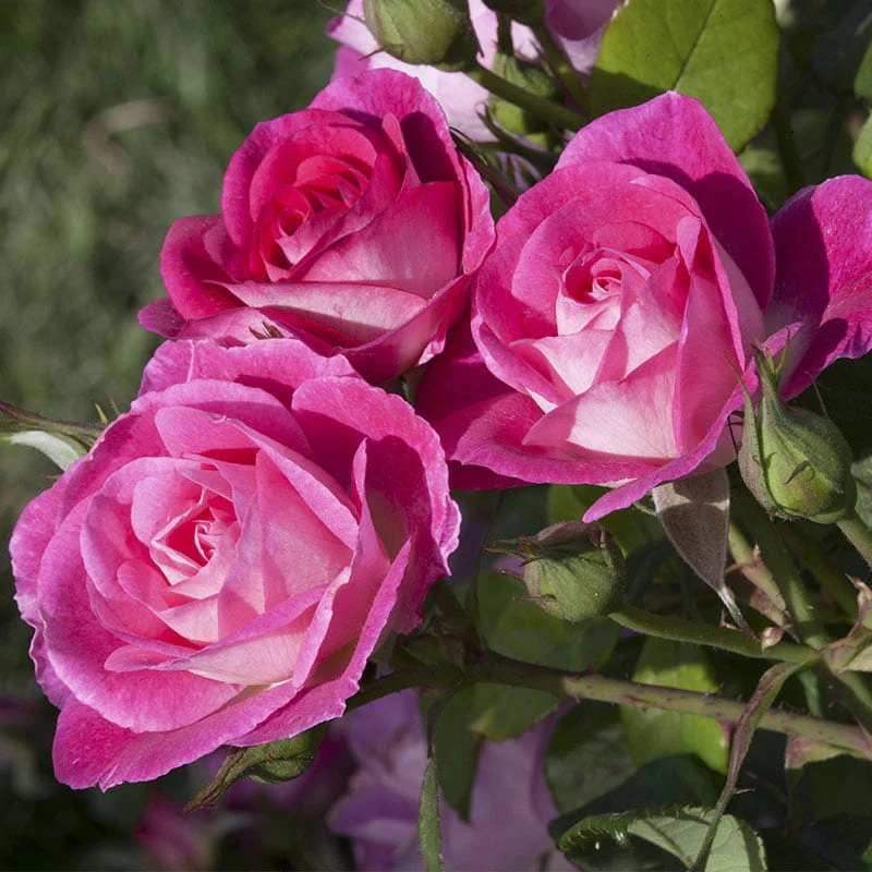 Easy to Please® Rose - Image 4