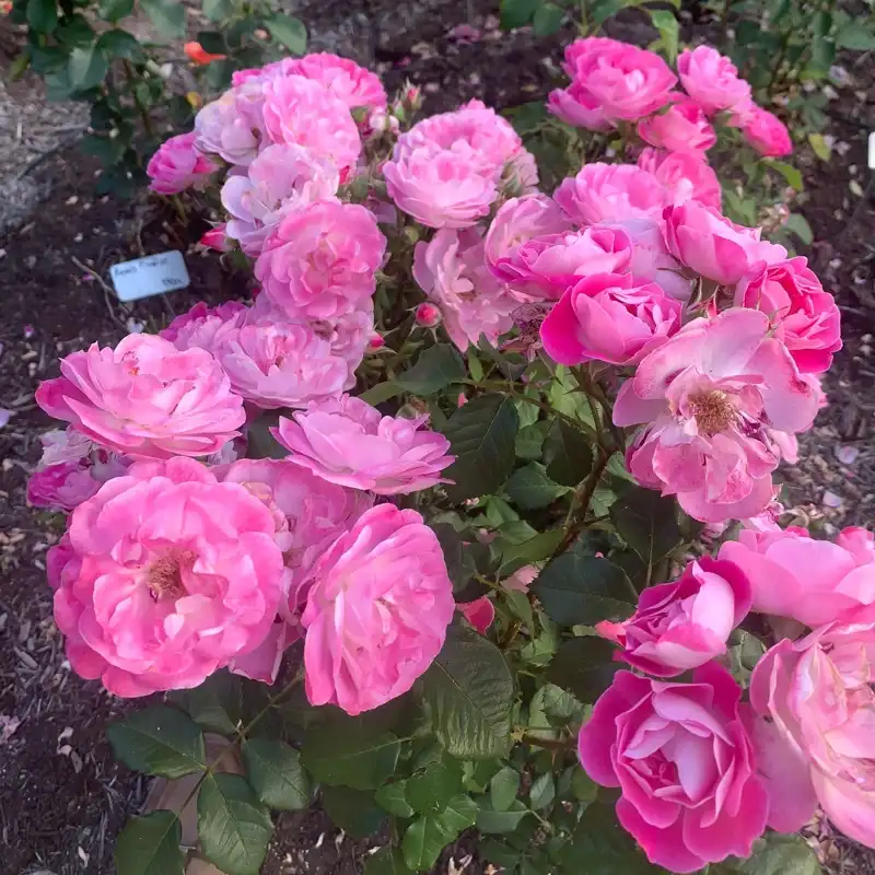 Easy to Please® Rose - Image 5