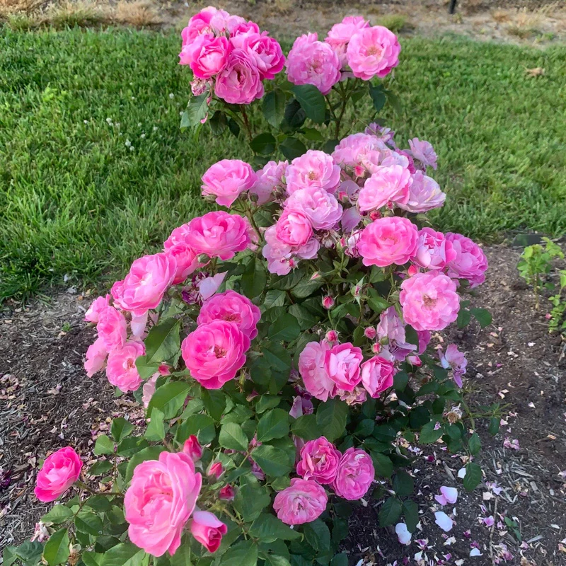 Easy to Please® Rose - Image 6
