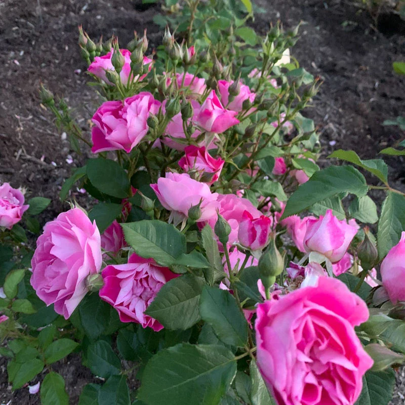 Easy to Please® Rose - Image 7
