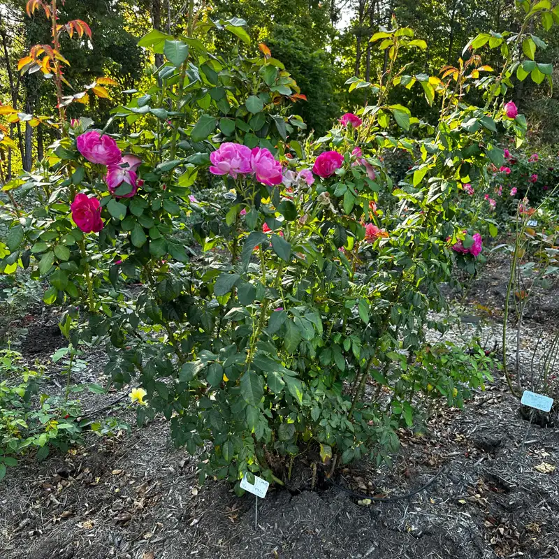 Easy to Please® Rose - Image 8