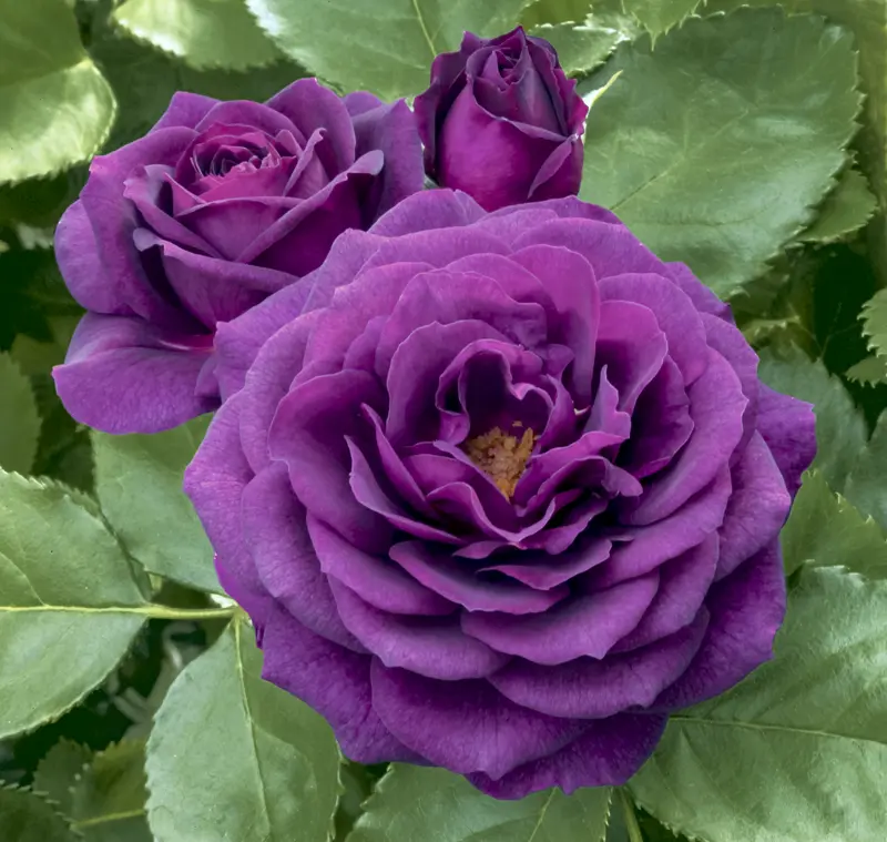 Ebb Tide™ Floribunda Rose - Image 3