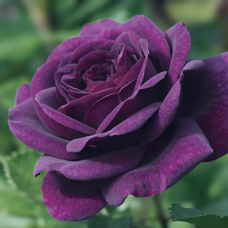 Ebb Tide™ Floribunda Rose - Image 4