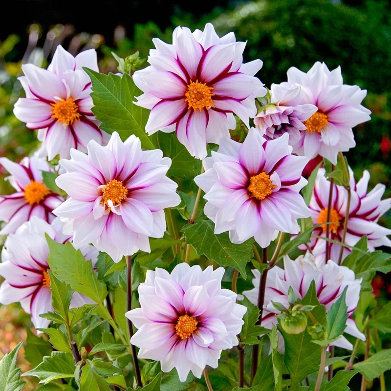 Edge of Joy Dahlia - Image 2