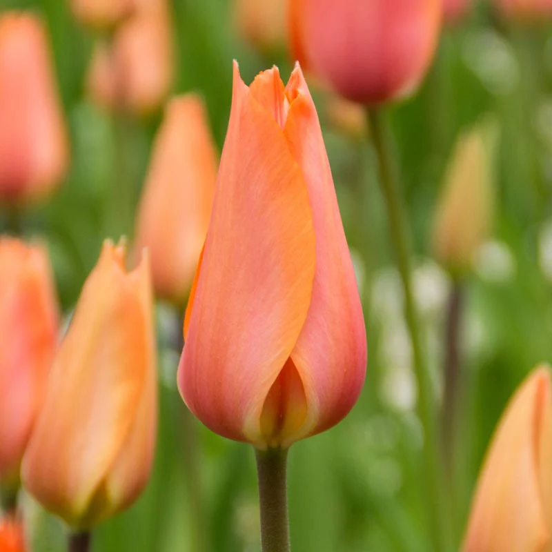 Lefeber Hybrid Tulip El Nino - Image 2