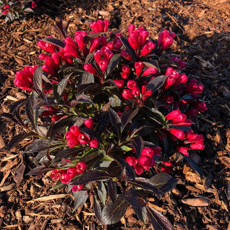 Electric Love® Weigela - Image 2