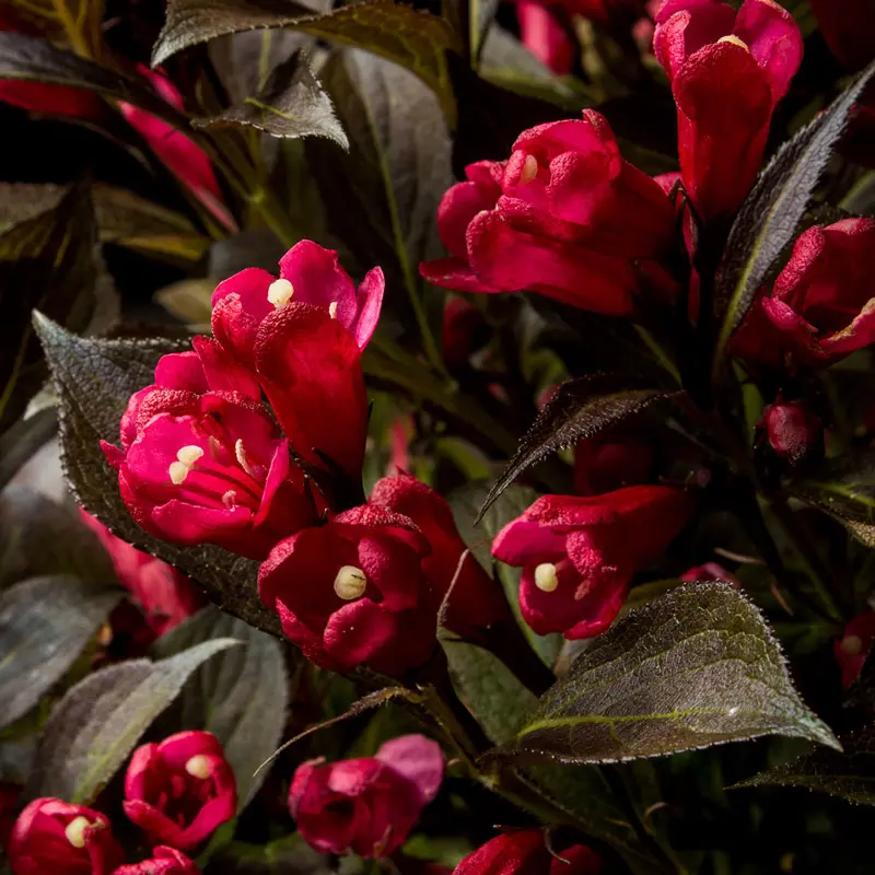 Electric Love® Weigela - Image 3