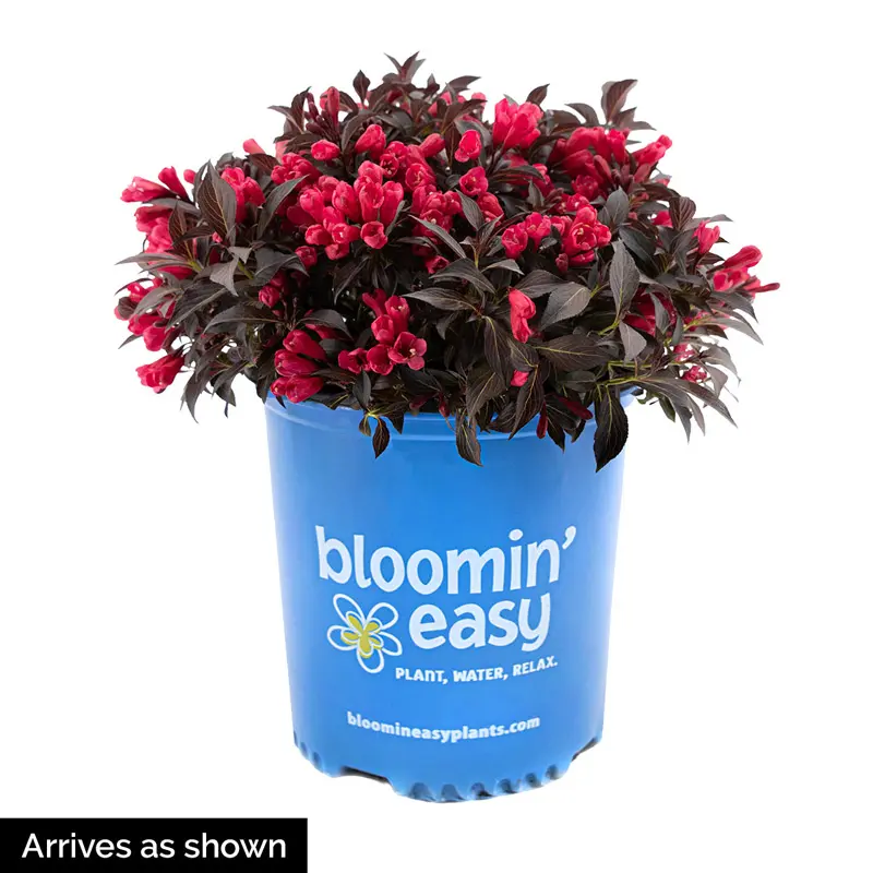 Electric Love® Weigela - Image 4