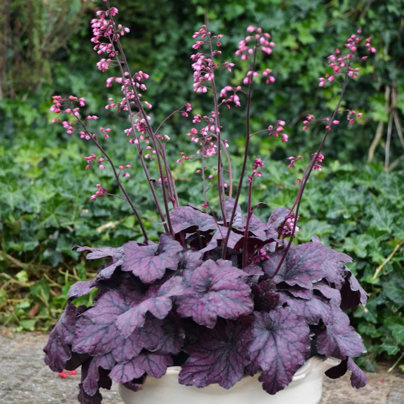 Electric Plum Heuchera - Image 2