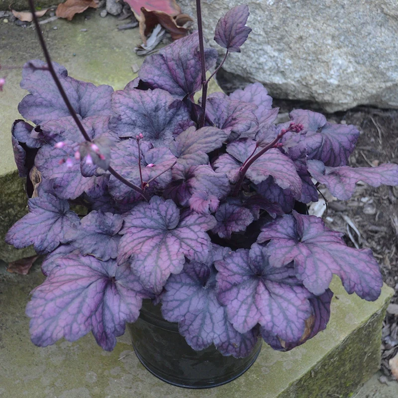Electric Plum Heuchera - Image 3