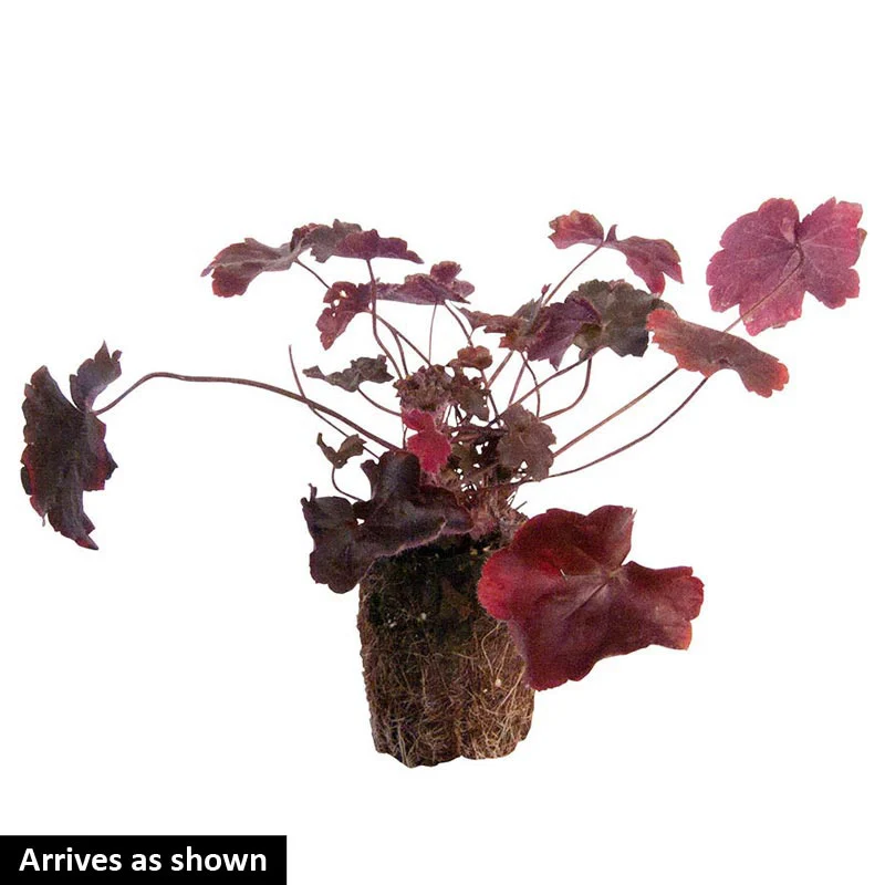 Electric Plum Heuchera - Image 4