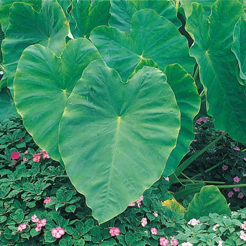 Elephant Ear - Image 2