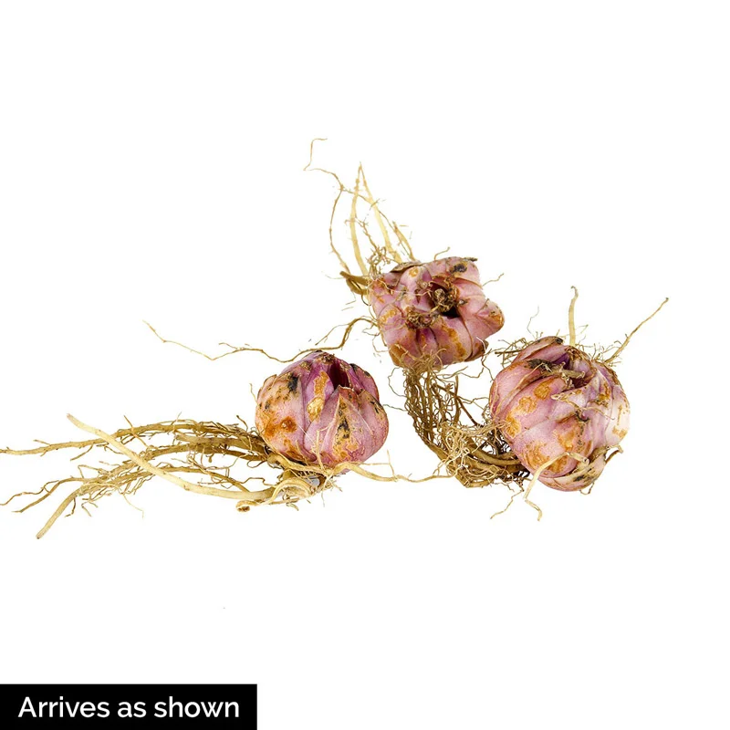 Elodie Double Asiatic Lily - Image 2