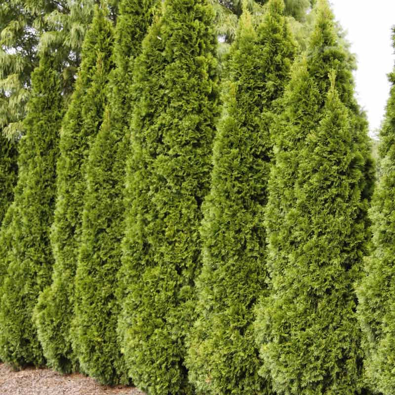 Emerald Green Arborvitae Hedge - Image 10