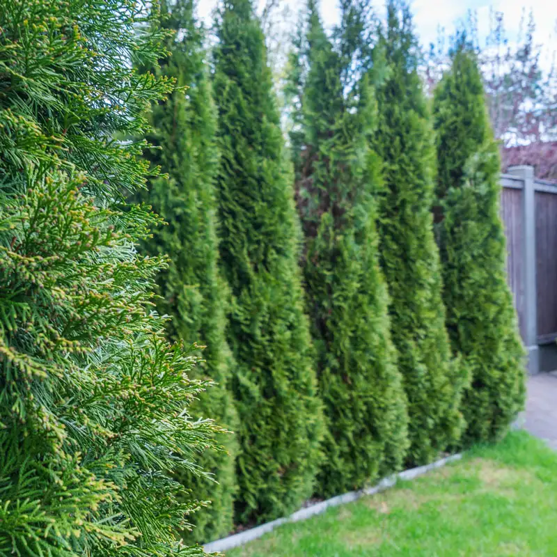 Emerald Green Arborvitae Hedge - Image 11
