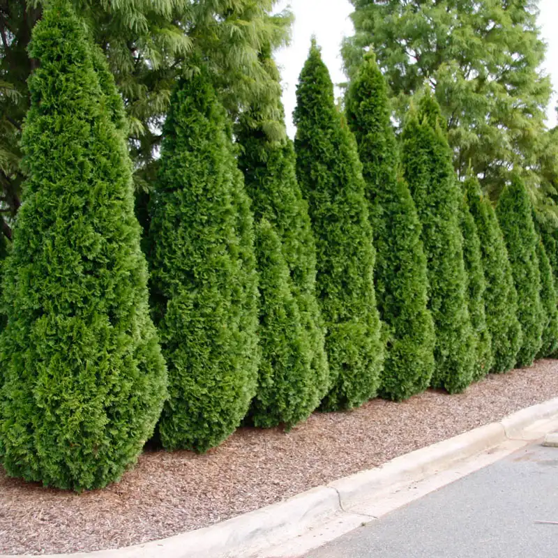 Emerald Green Arborvitae Hedge - Image 12