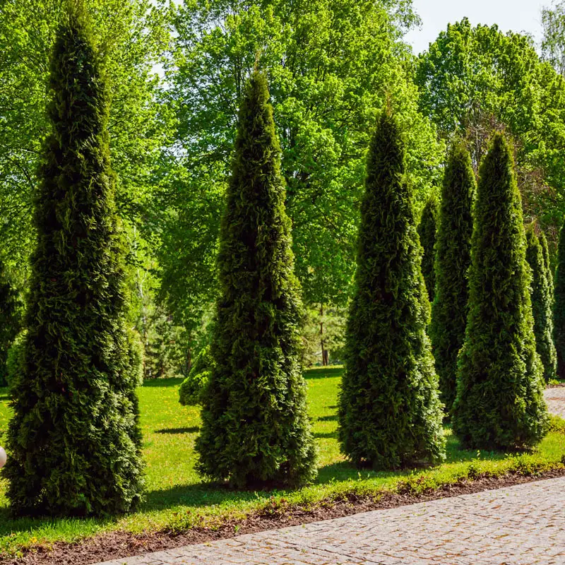 Emerald Green Arborvitae Hedge - Image 3
