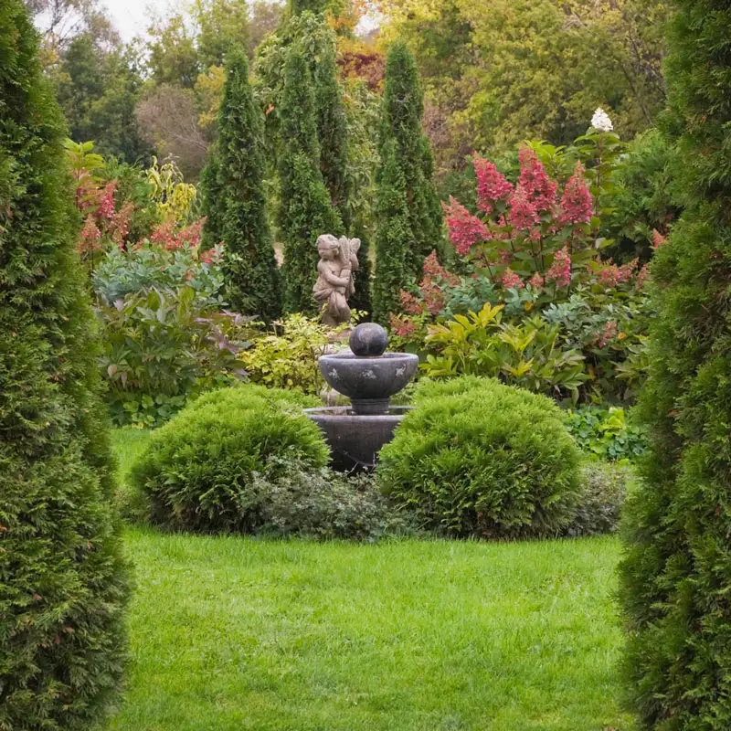 Emerald Green Arborvitae Hedge - Image 4