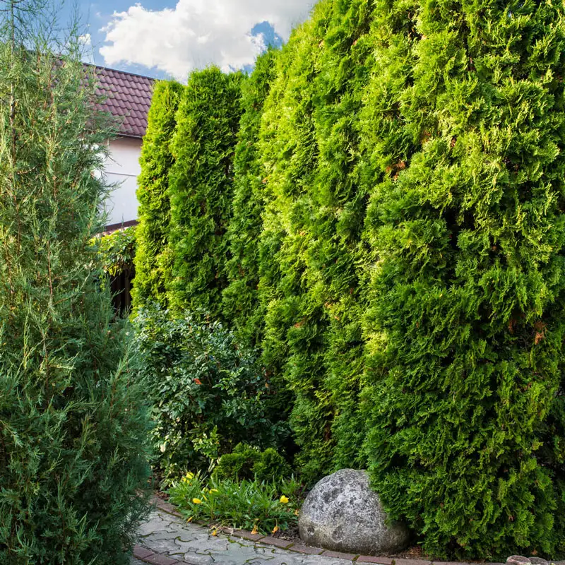 Emerald Green Arborvitae Hedge - Image 5