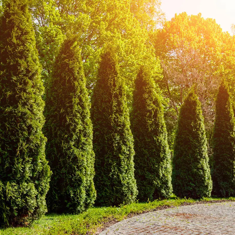 Emerald Green Arborvitae Hedge - Image 6
