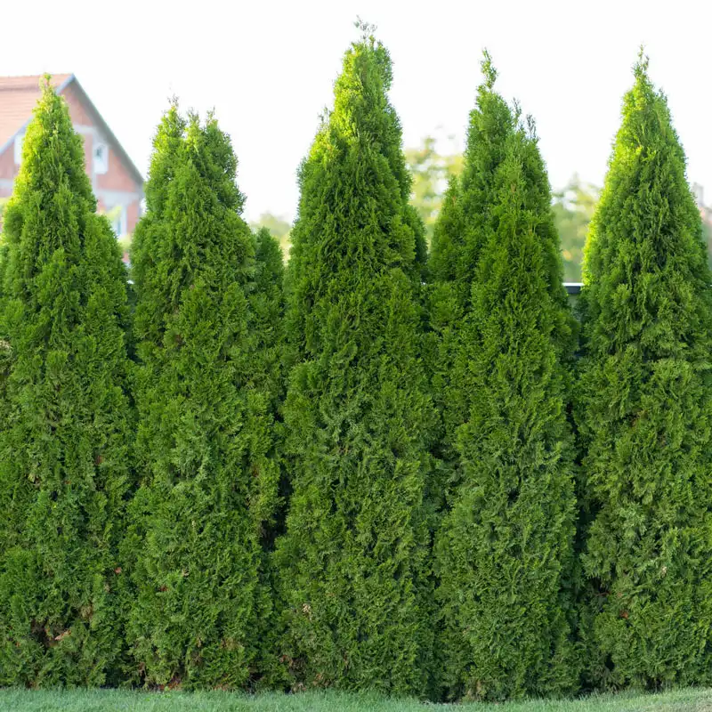 Emerald Green Arborvitae Hedge - Image 7