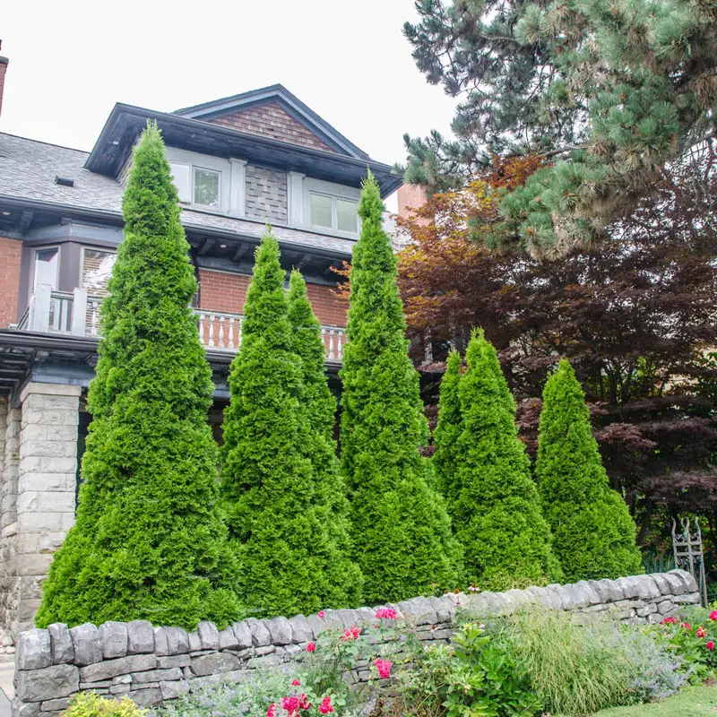 Emerald Green Arborvitae Hedge - Image 8