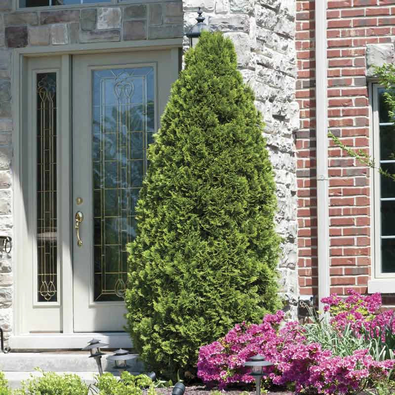 Emerald Green Arborvitae Hedge - Image 9