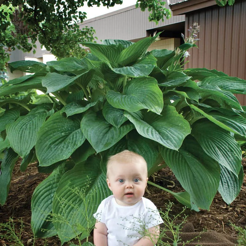 Empress Wu Hosta - Image 3