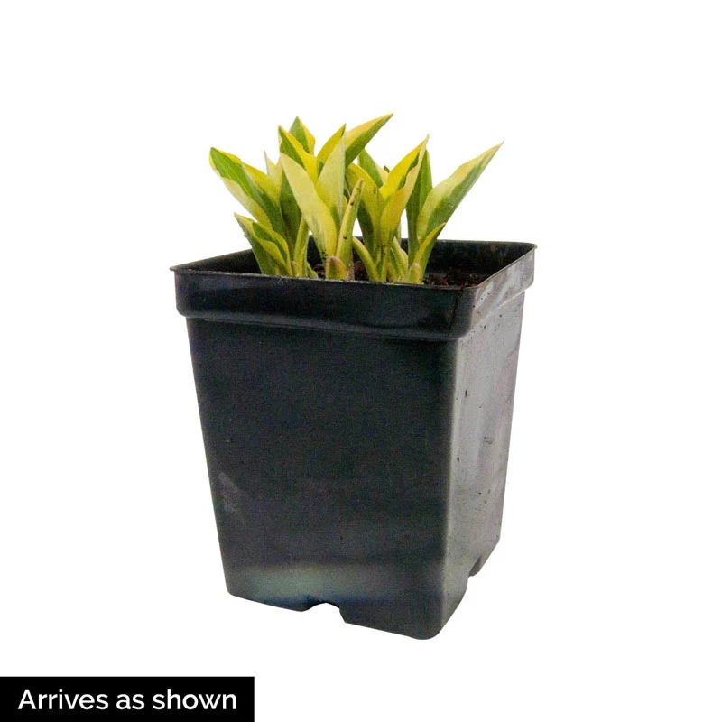 Empress Wu Hosta - Image 4
