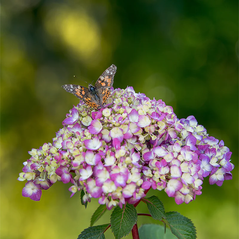 Endless Summer® Bloomstruck® Hydrangea - Image 10