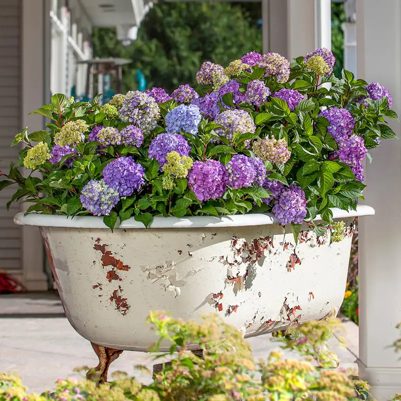 Endless Summer® Bloomstruck® Hydrangea - Image 3