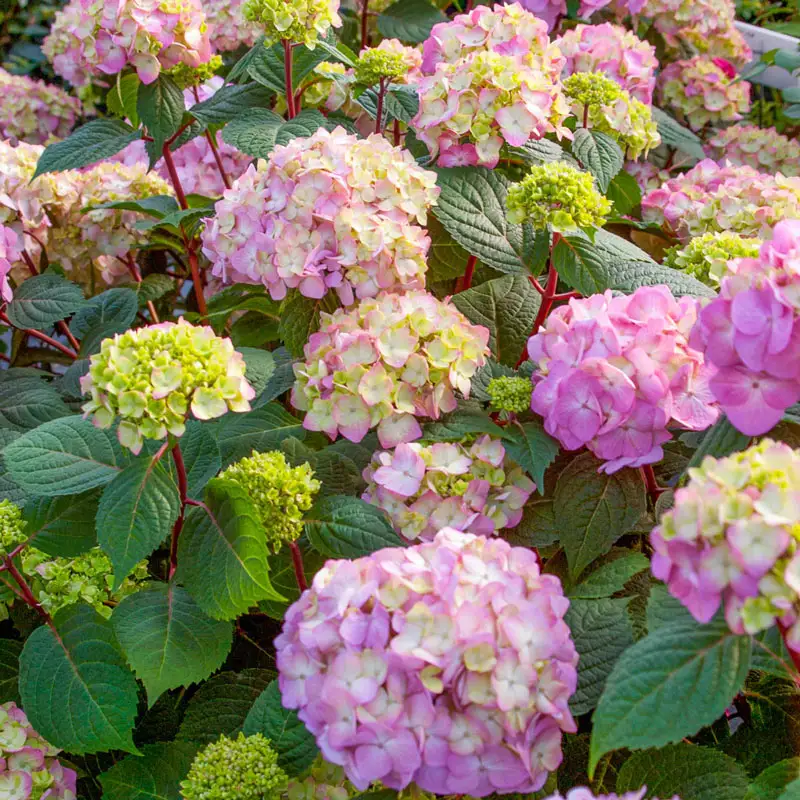 Endless Summer® Bloomstruck® Hydrangea - Image 4