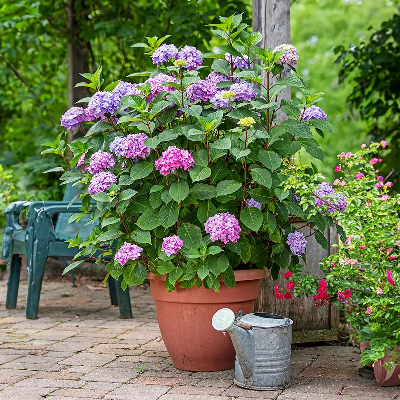 Endless Summer® Bloomstruck® Hydrangea - Image 5