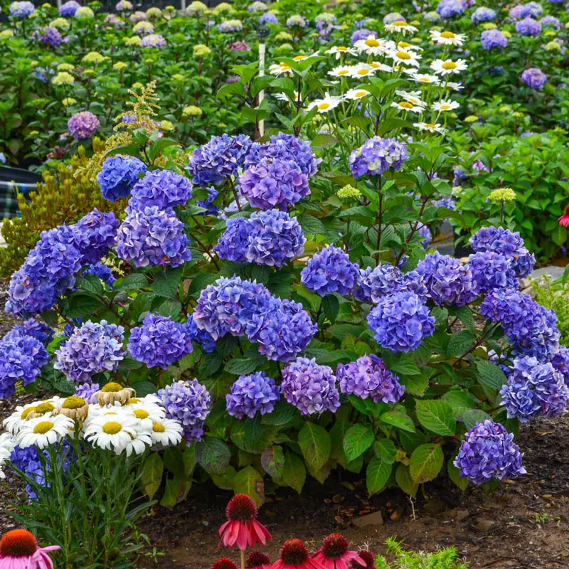 Endless Summer® Bloomstruck® Hydrangea - Image 6