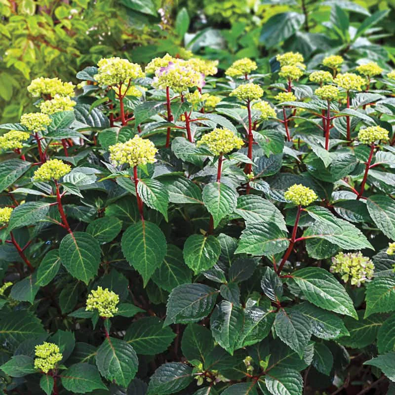 Endless Summer® Bloomstruck® Hydrangea - Image 7