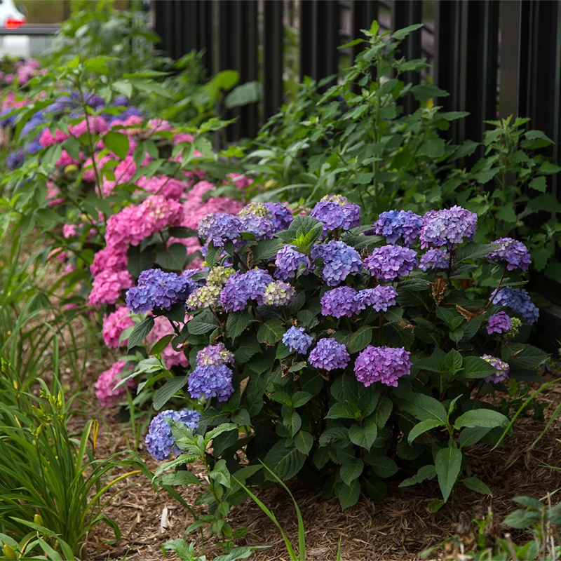 Endless Summer® Bloomstruck® Hydrangea - Image 8