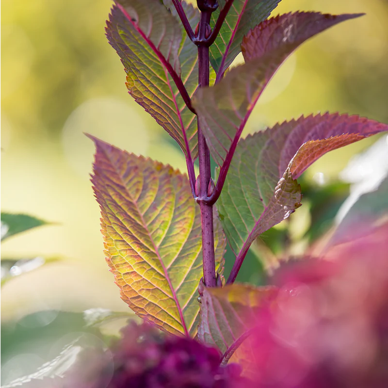 Endless Summer® Bloomstruck® Hydrangea - Image 9