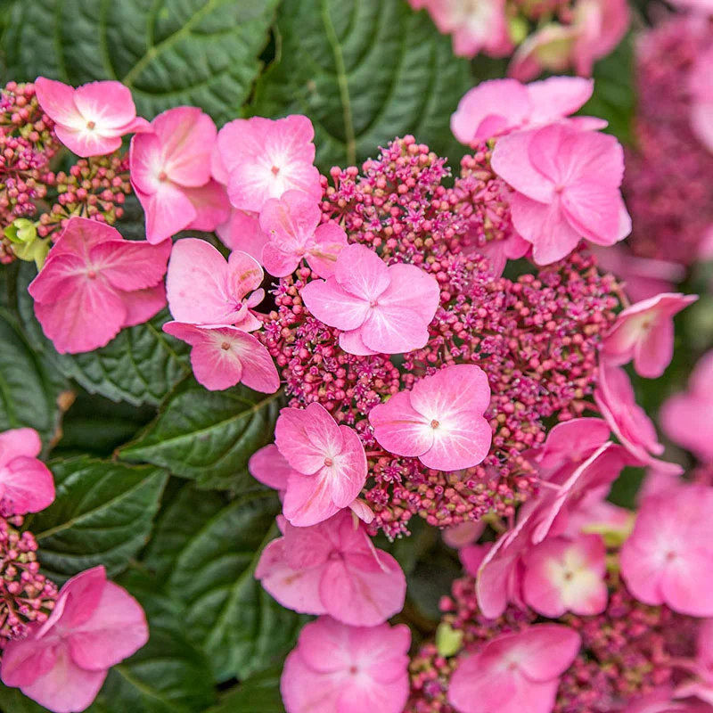 Endless Summer® Pop Star™ Bigleaf Hydrangea - Image 2