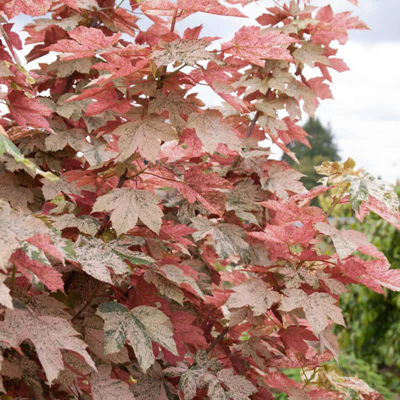 Esk Sunset Japanese Maple Tree - Image 2