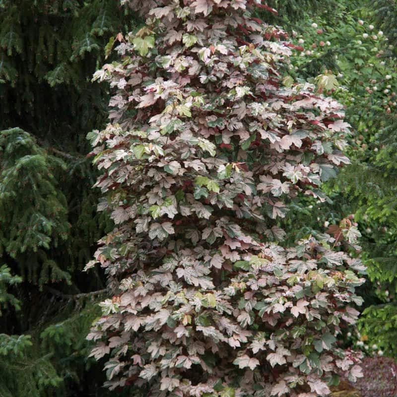 Esk Sunset Japanese Maple Tree - Image 5