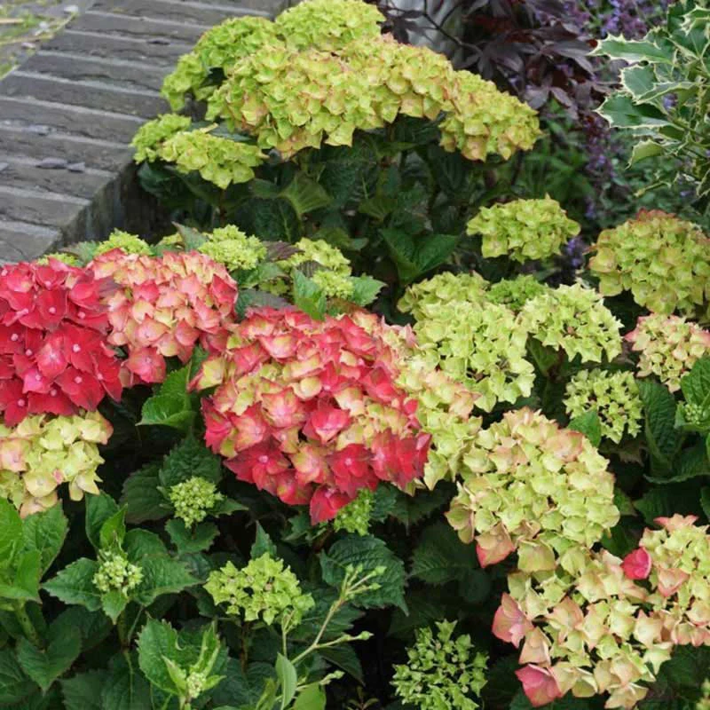 Everlasting® Crimson Hydrangea - Image 3