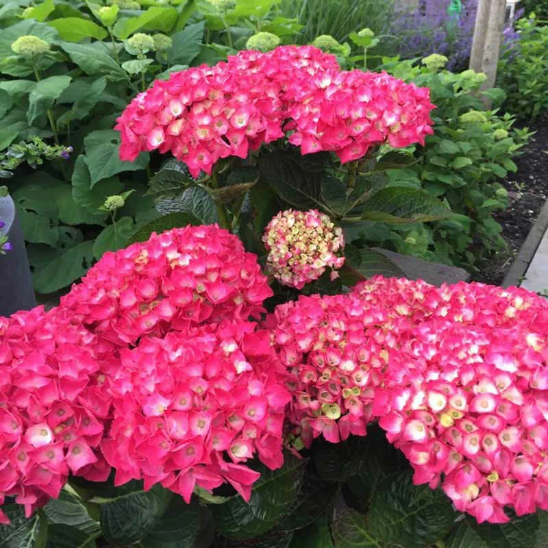 Everlasting® Crimson Hydrangea - Image 4