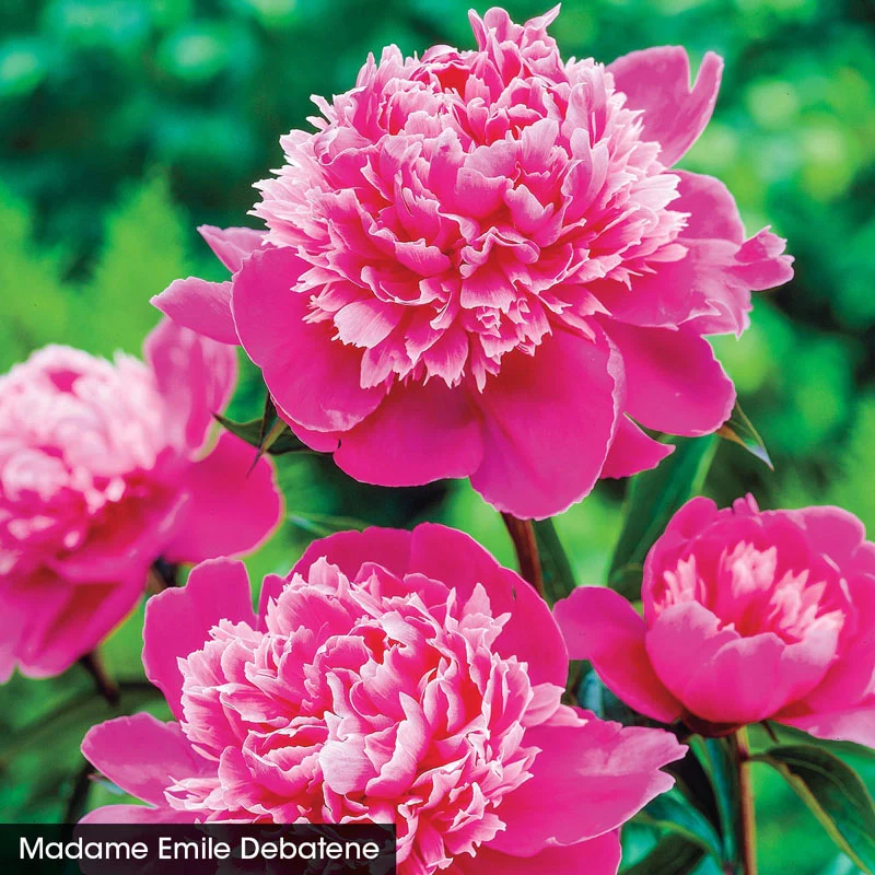 Exceptionally Fragrant Peony Trio - Image 2