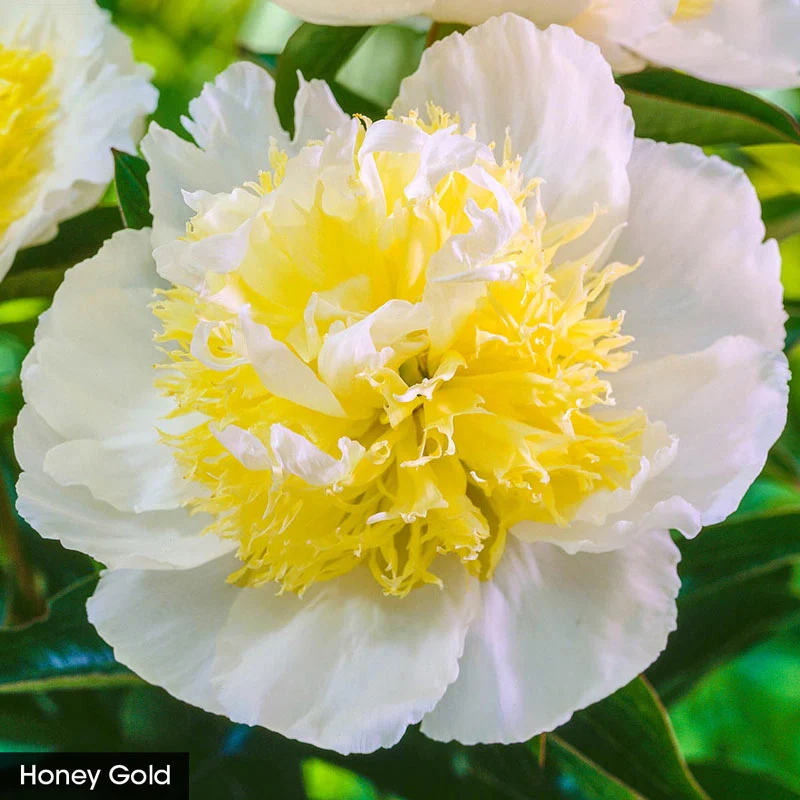 Exceptionally Fragrant Peony Trio - Image 3