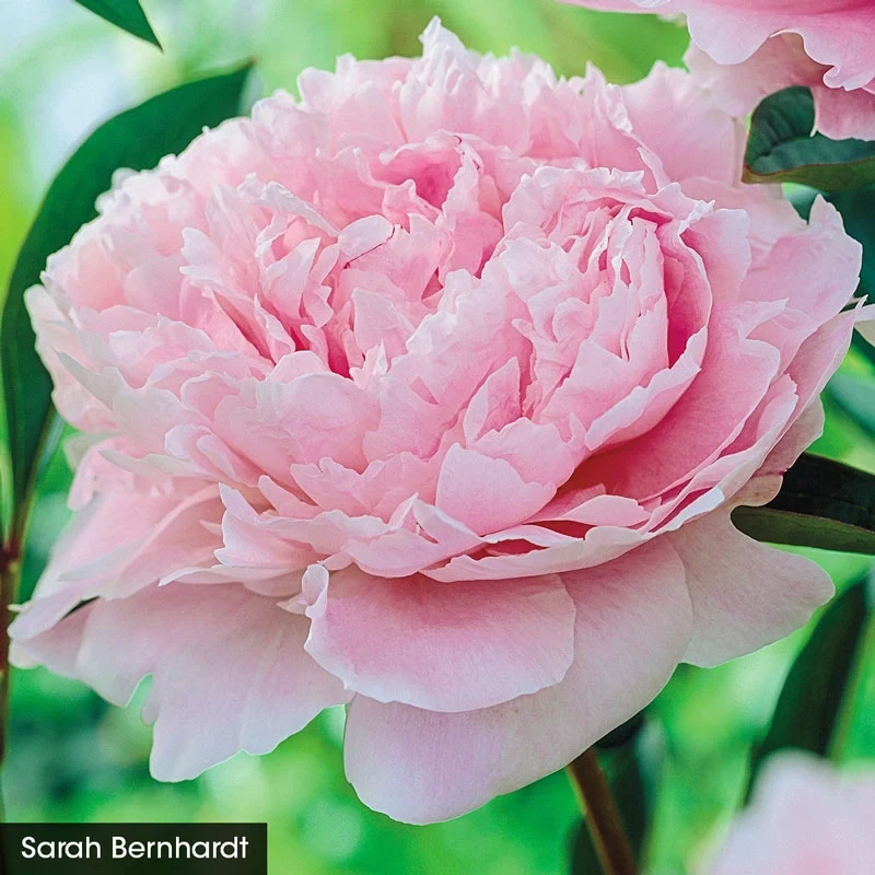 Exceptionally Fragrant Peony Trio - Image 4