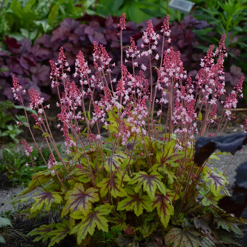 Eye Spy Heucherella - Image 2